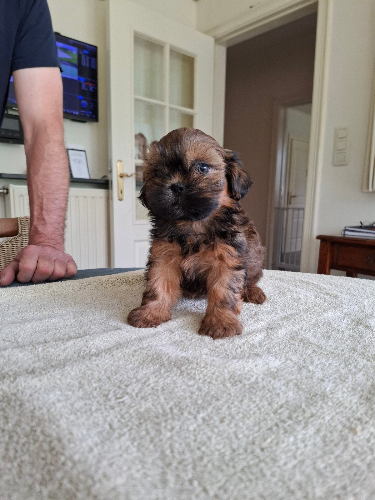 Shih tzu pups, Dieren en Toebehoren, Parvo, België, Overige rassen, 8 tot 15 weken