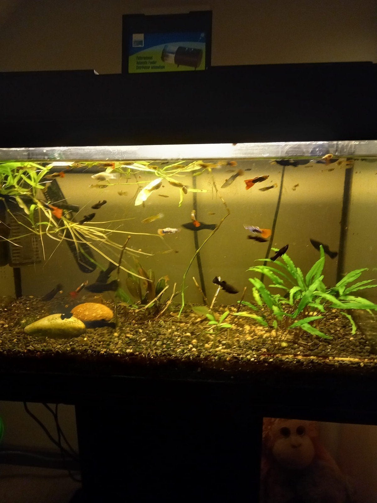 vissen mooie zelfgekweekte Guppys en Black Mollys, Dieren en Toebehoren, Ophalen