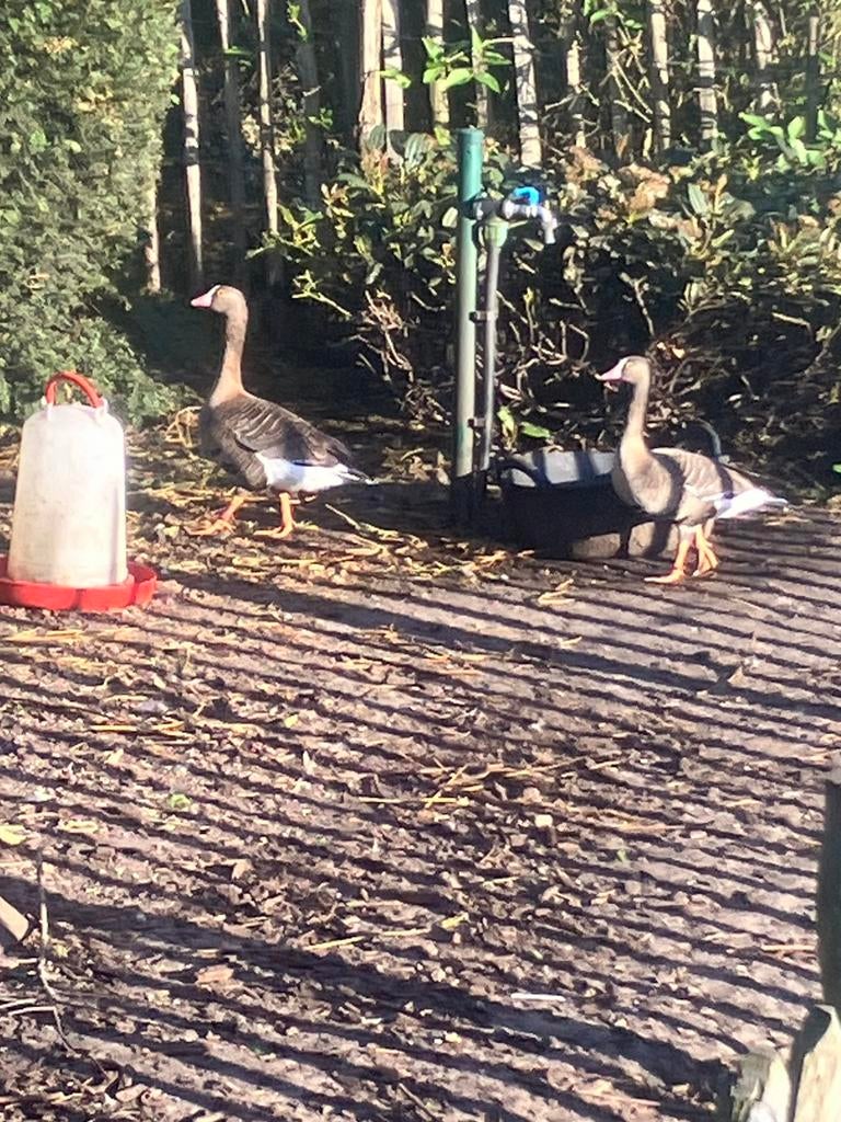 Goudoog ganzen koppel 2024, Dieren en Toebehoren, Pluimvee, Meerdere dieren, Gans of Zwaan