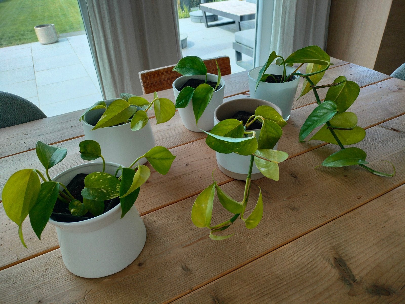 Epipremnum hang of klimplant 5 stuks. Zeer sterk!, Maison & Meubles, Plantes d'intérieur, Autres espèces, Moins de 100 cm, Plante verte