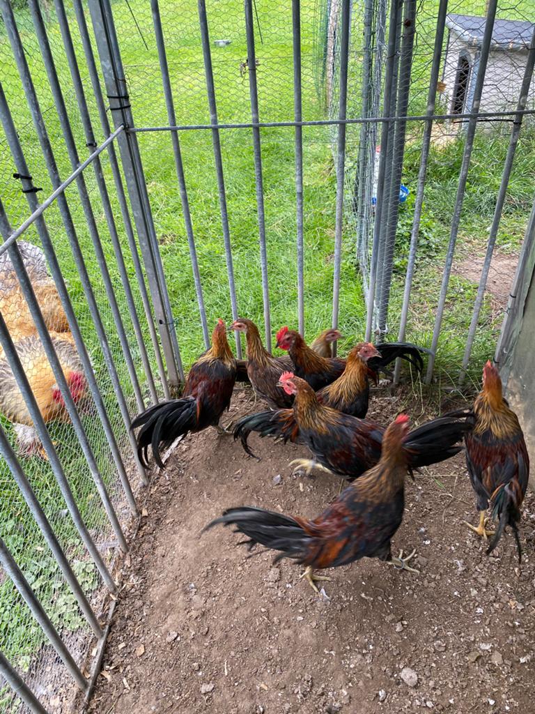 Gratis hanen, Dieren en Toebehoren, Pluimvee, Mannelijk, Kip