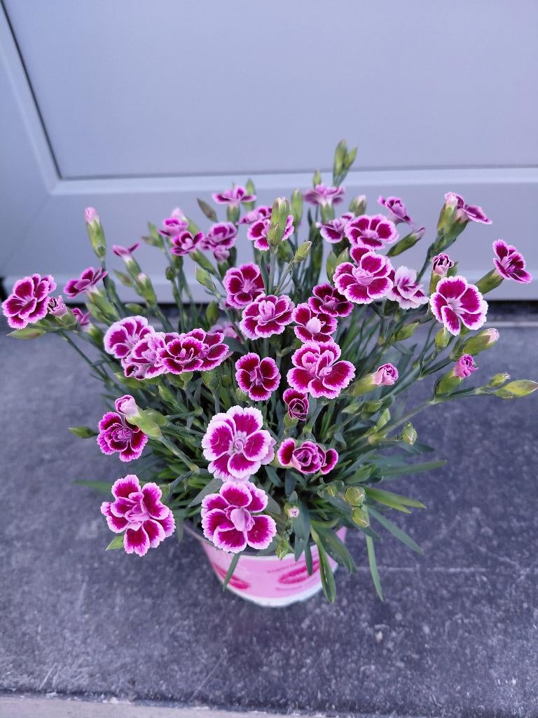 assortiment eenjarigen, Tuin en Terras, Ophalen