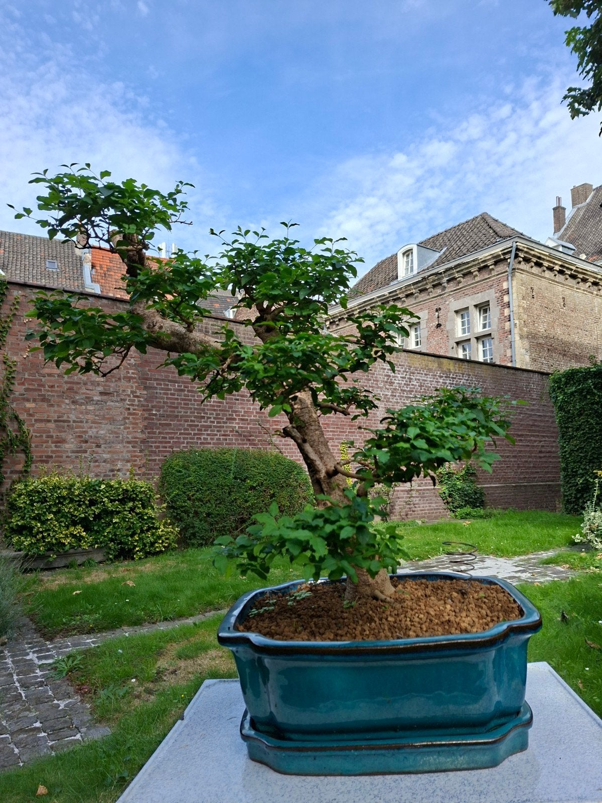 magnifique grand bonsaï (Ligustrum) dans un pot turquoise., Enlèvement ou Envoi, En pot, Moins de 100 cm, Plein soleil