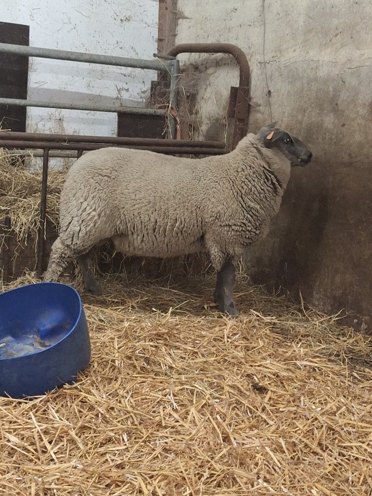 ram bok lam, Dieren en Toebehoren, Schapen, Geiten en Varkens, Mannelijk, Schaap, 0 tot 2 jaar