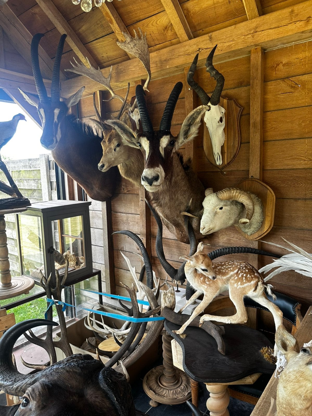 Dieren opgezette te koop, Enlèvement