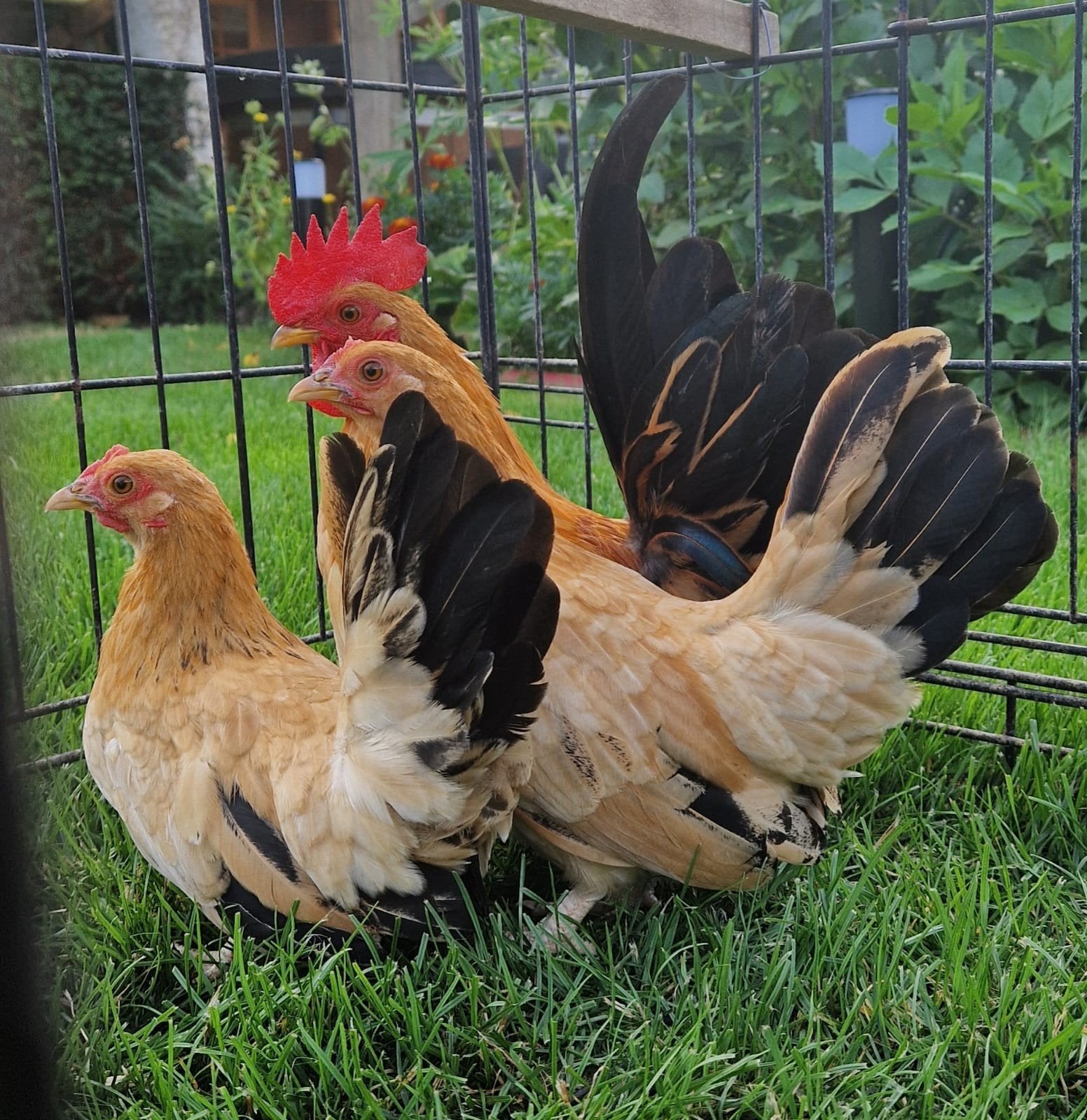 Toom bruine chabo's, Dieren en Toebehoren