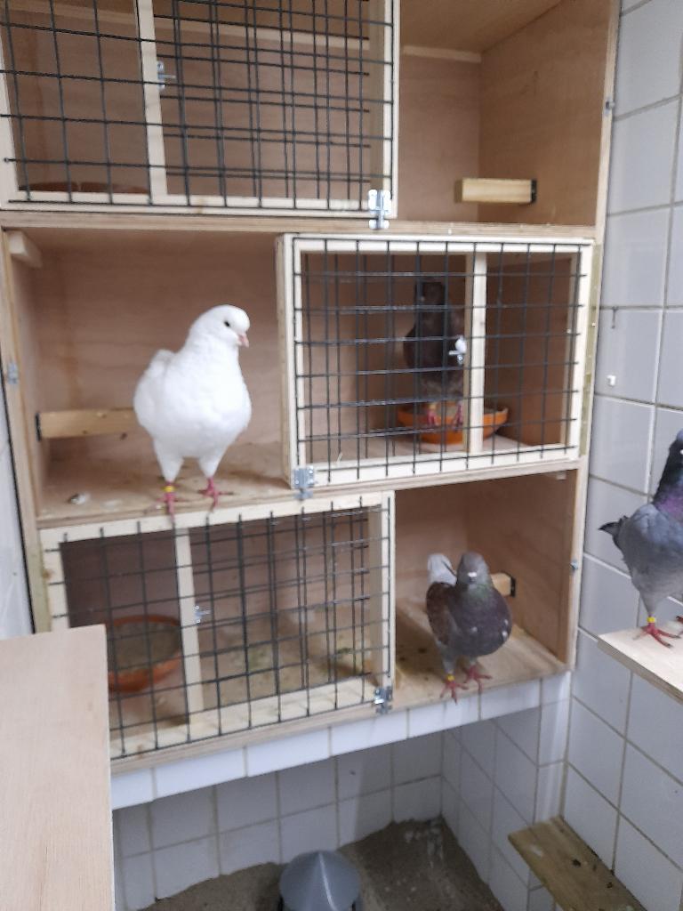 KING SIERDUIVIN, Dieren en Toebehoren, Vogels | Duiven, Overige soorten