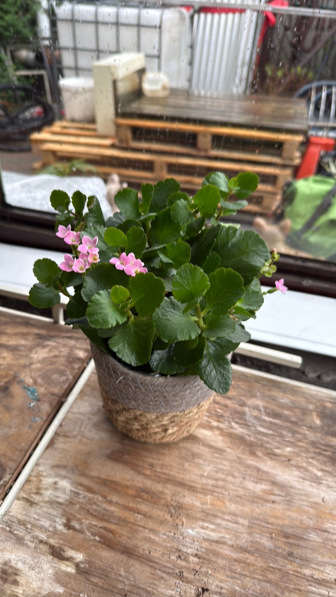 Kalanchoe blossfeldiana, Ophalen, Zo goed als nieuw