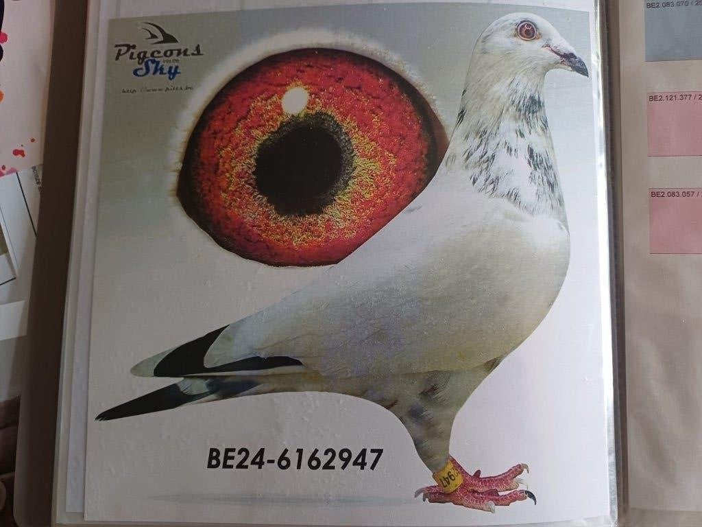 Kweektopper: Witestar 947 (BE24-6162947) – N. Van Reeth, Dieren en Toebehoren, Vogels | Duiven, Postduif, Mannelijk