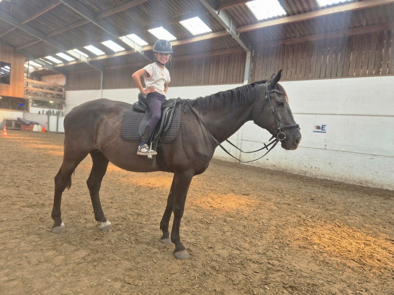 halve stal gezocht voor onze paarden, Jument