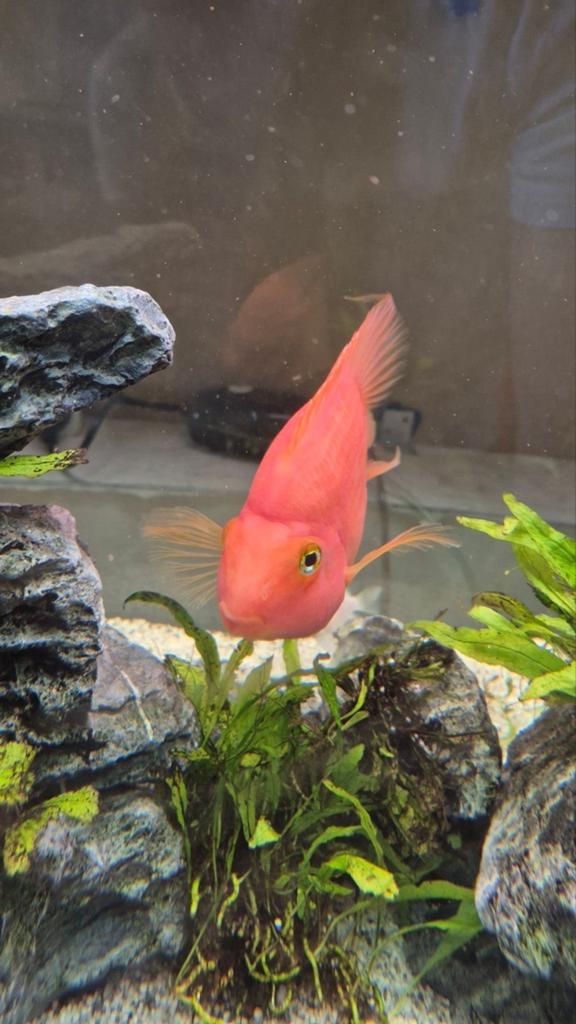 Rood paarot vis, Dieren en Toebehoren, Vissen | Aquariumvissen, Vis