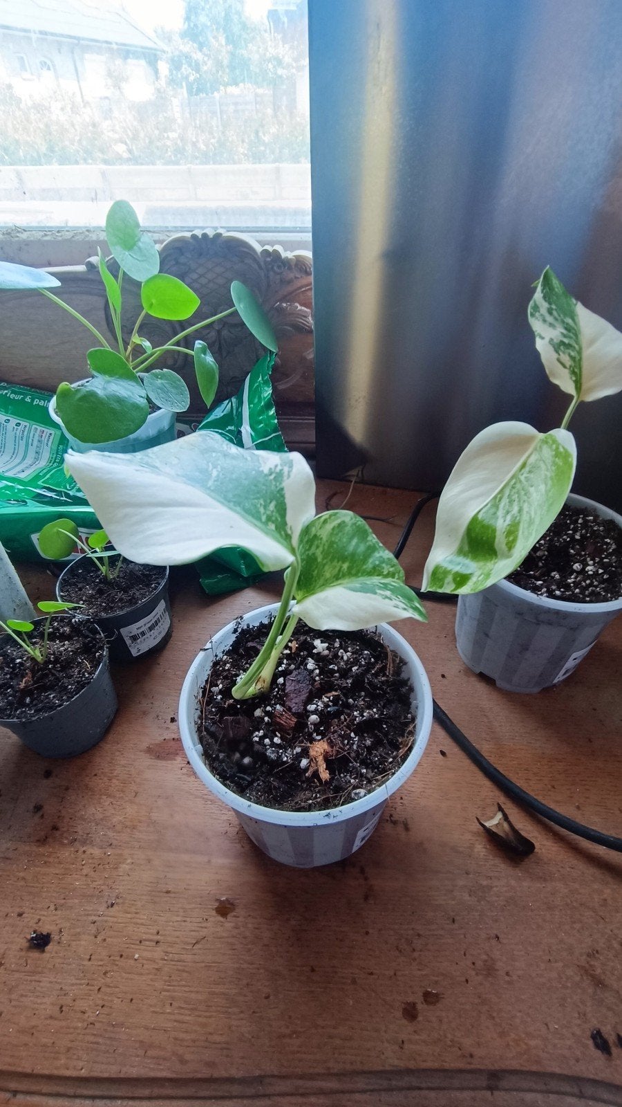 monstera variegata albo, Enlèvement