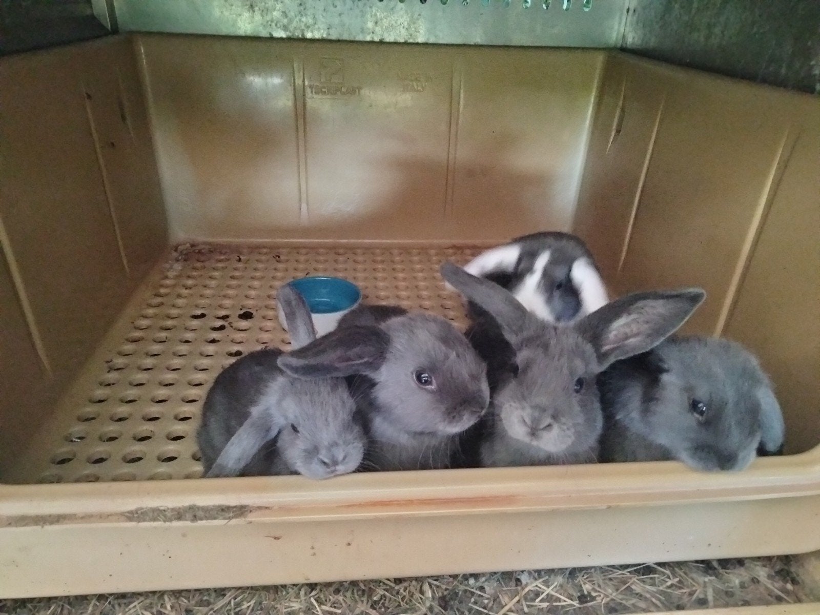 Apprivoiser des lapins nains, Animaux & Accessoires, Lapins