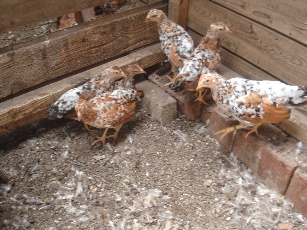 kuikens leghorn (duizendkleur, porselein), Femelle, Poule ou poulet