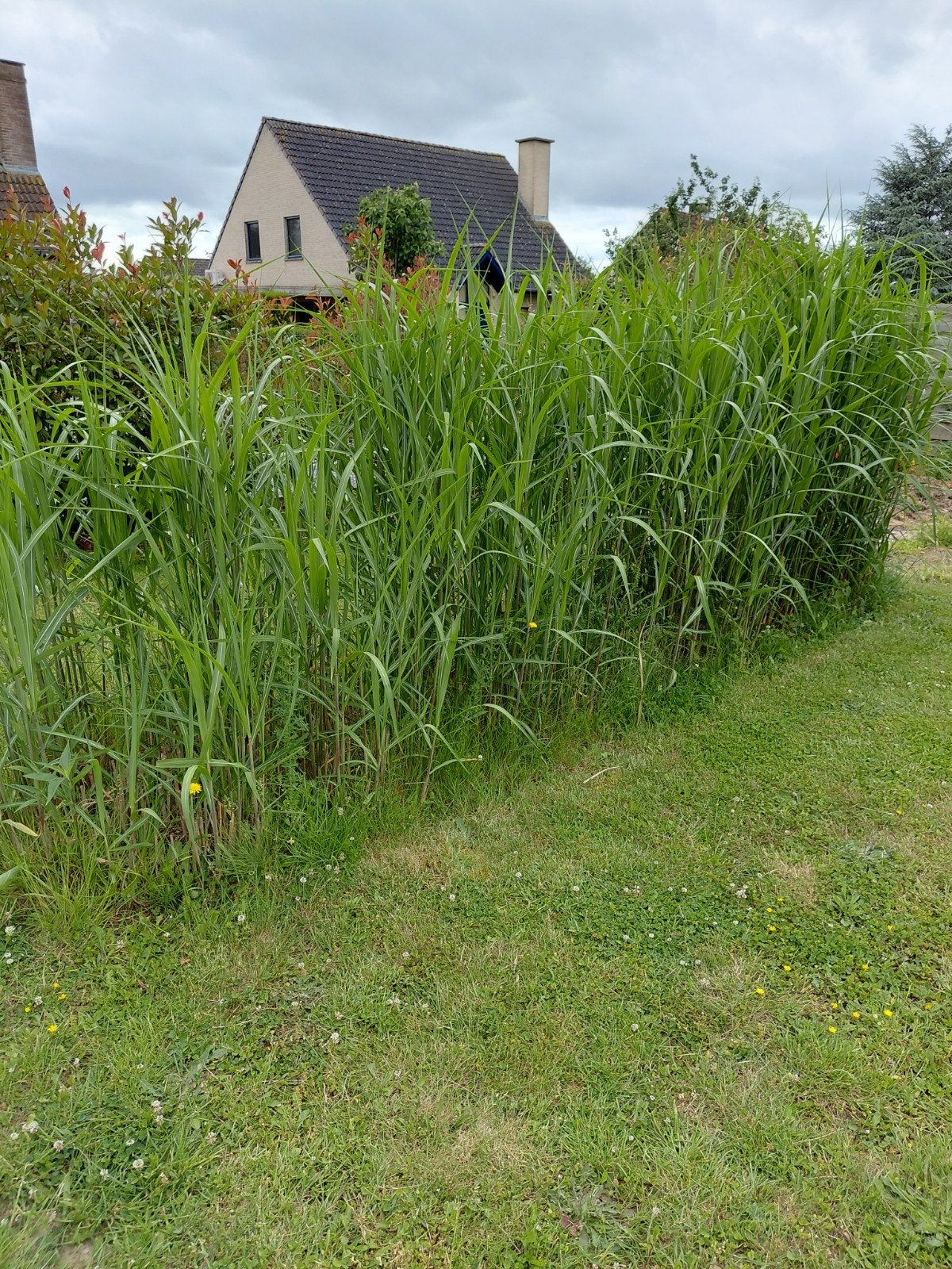 Miscanthus giguanteus.Urgent transport possible