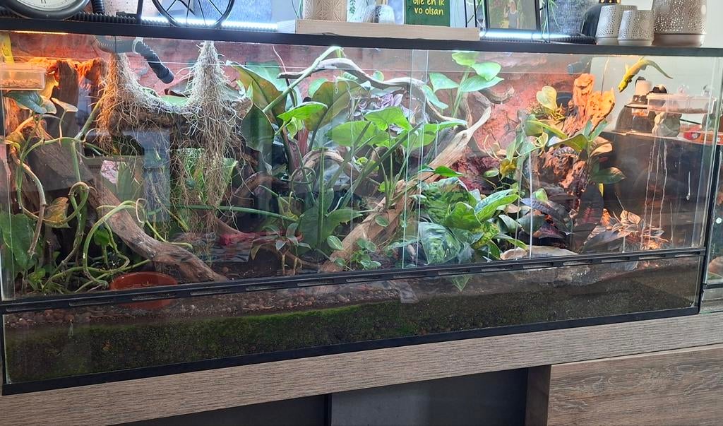 Terrarium/Vivarium met Phelsuma Grandis Madagascar Gekko's, Animaux & Accessoires, Enlèvement, Éclairage