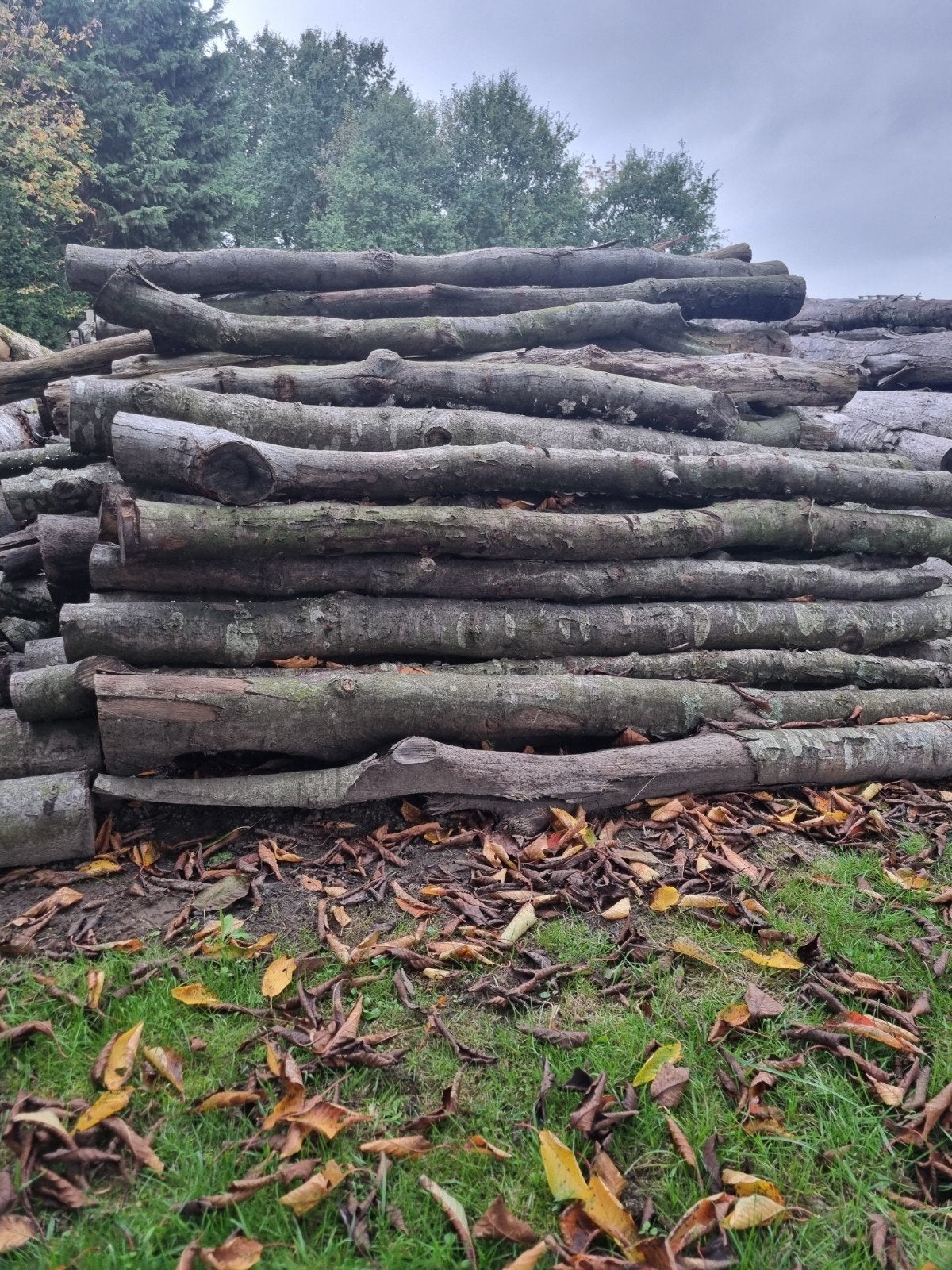 bois de chauffage, Enlèvement, Chêne