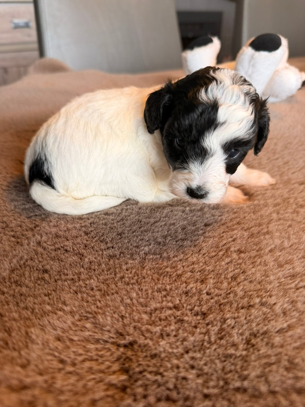 Maltipoo pups, Parvo, België, Fokker | Hobbymatig, 8 tot 15 weken