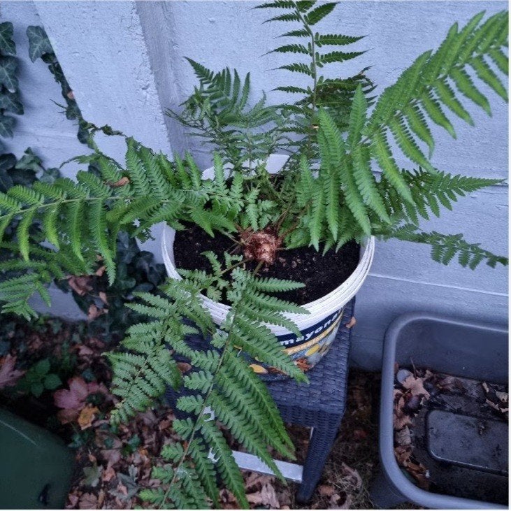 Grote meerjarige tuinplant Varen in grote kweekpot, Jardin & Terrasse, Enlèvement ou Envoi, Plante fixe, Fougères