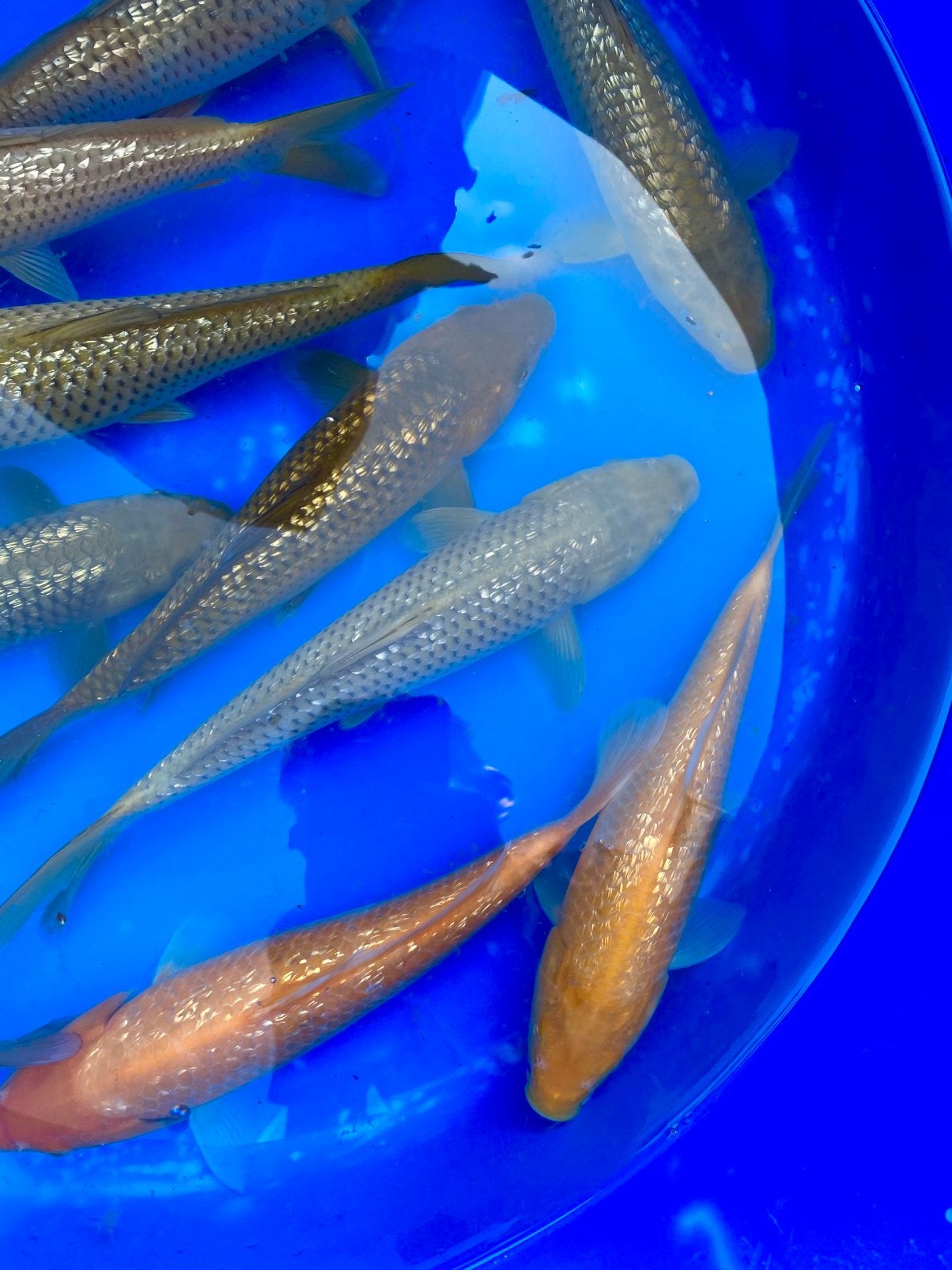 Jumbo Tosai Koi : Chagoï, Soragoï, Karashigoi rouge, Carpe ou Koï