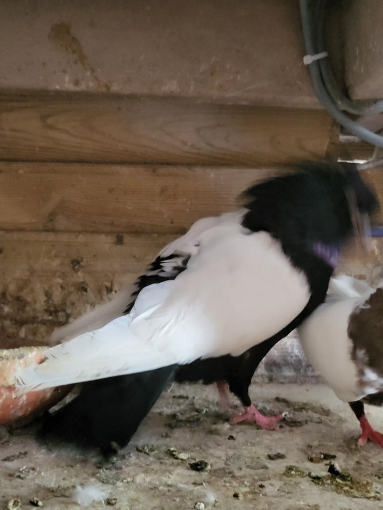 Iranische hoogvlieger duiven, Dieren en Toebehoren