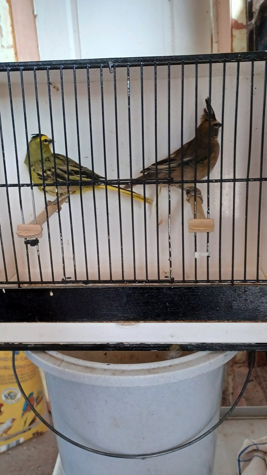 cardinaux verts à vendre, Animaux & Accessoires, Oiseaux | Oiseaux Autre