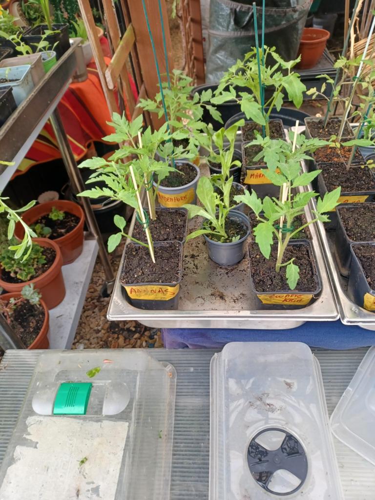 Tomatenplantjes te koop, Jardin & Terrasse, Plantes | Jardin, Enlèvement