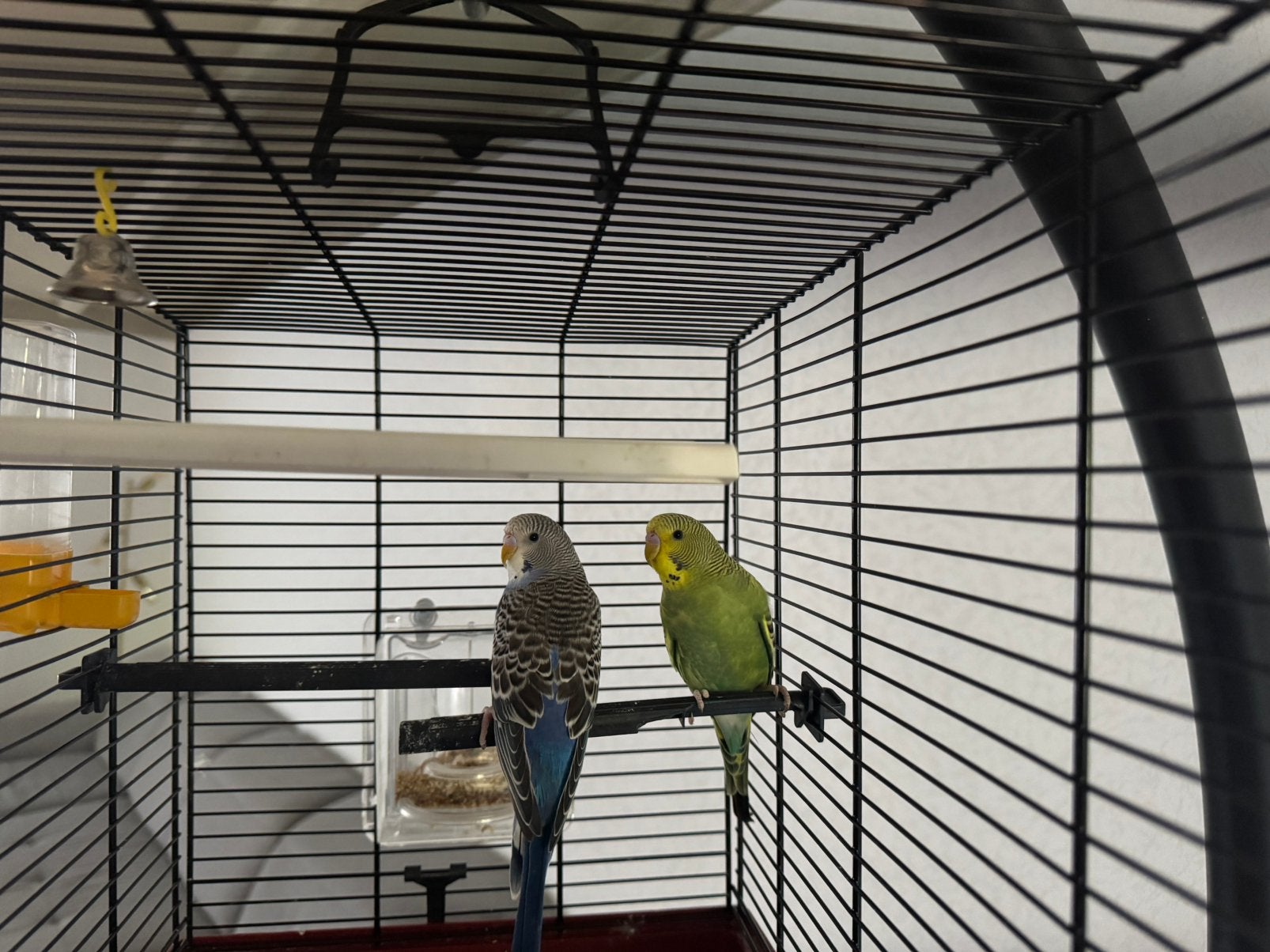 Gratis af te halen: twee jonge grasparkieten met kooi, Animaux & Accessoires, Oiseaux | Perruches & Perroquets