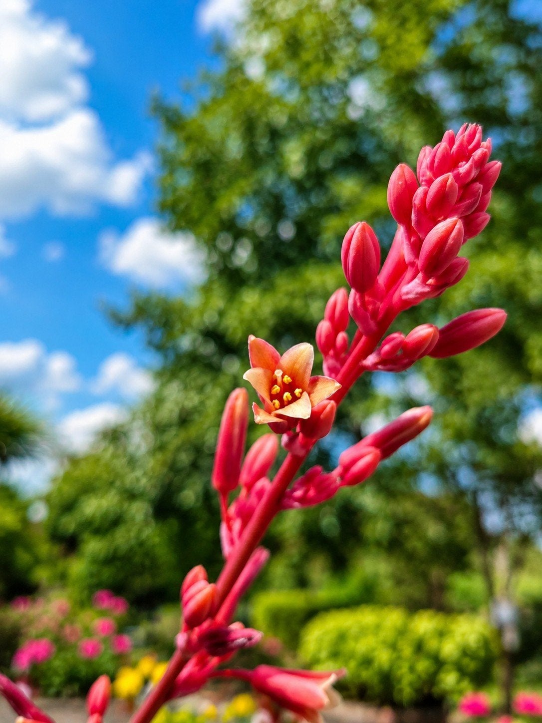 Rode Yucca - Hesperaloe Parviflora, Enlèvement