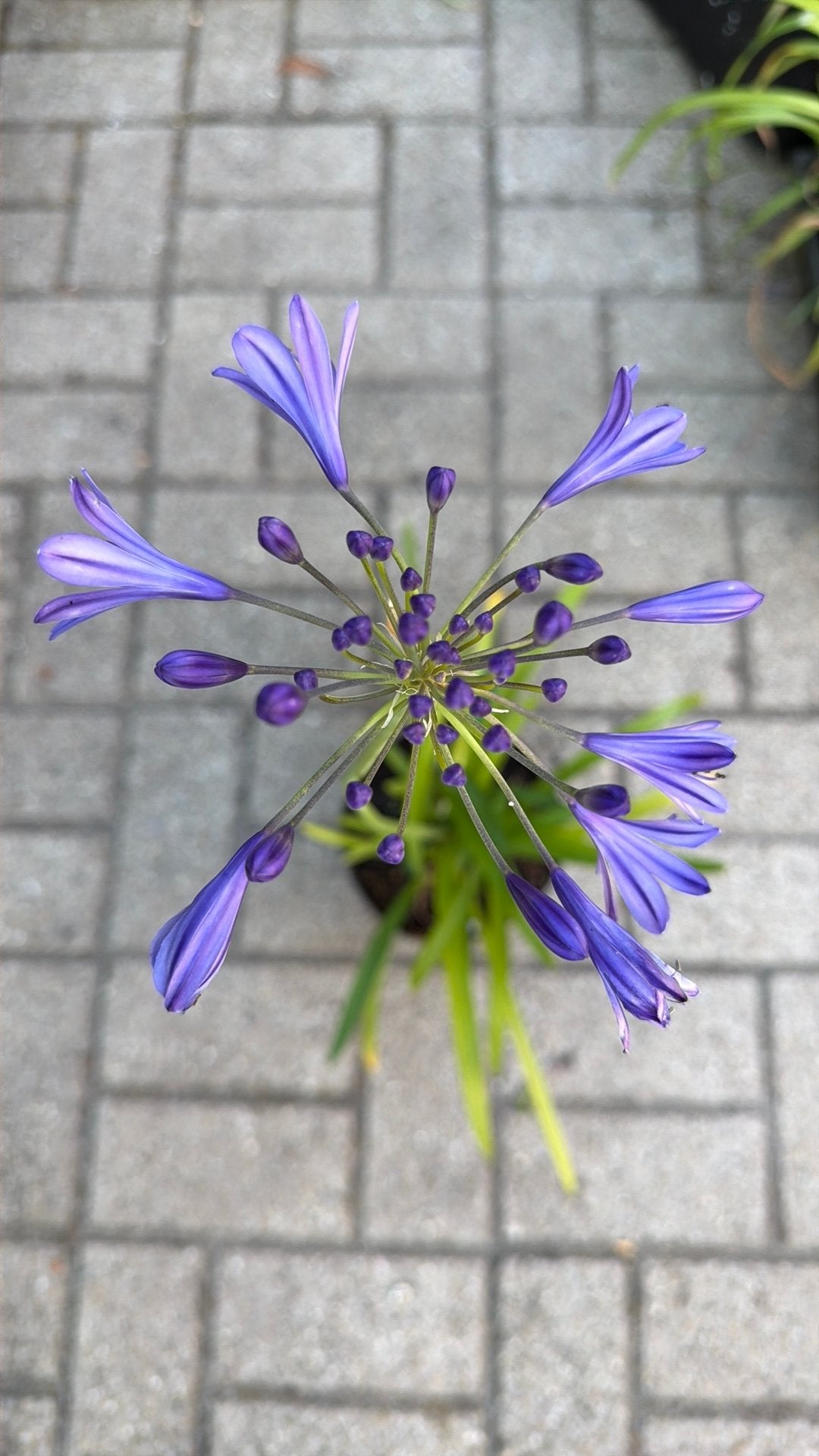 Agapanthus paars, Ophalen