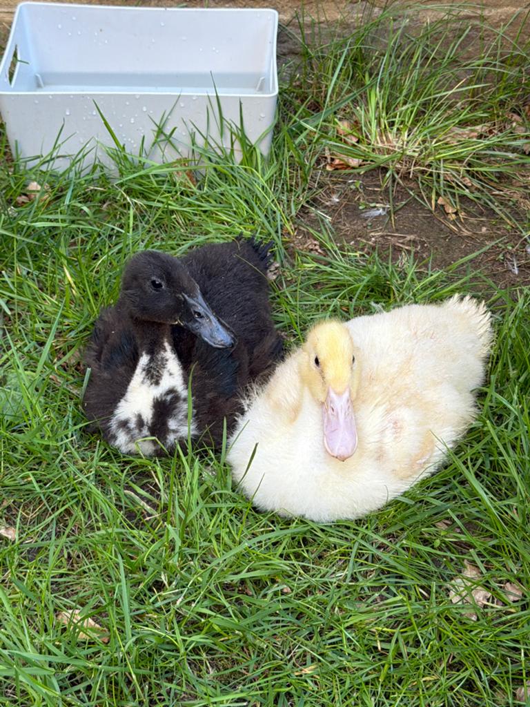 Kuikens, Femelle, Canard