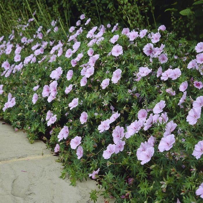 Geranium sanguineum, Tuin en Terras, Ophalen, Vaste plant, Bodembedekkers