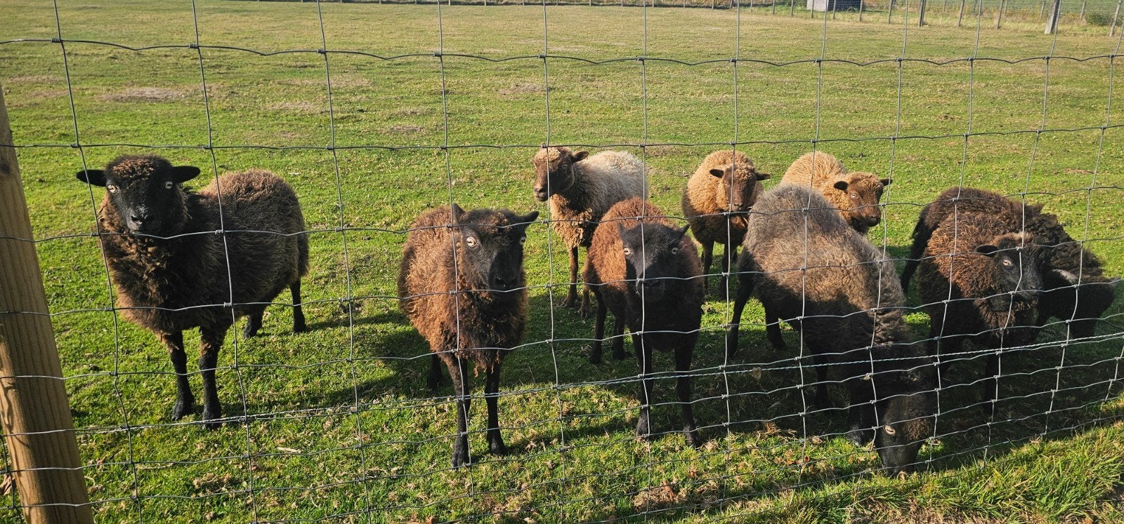 ouessant schaapjes
