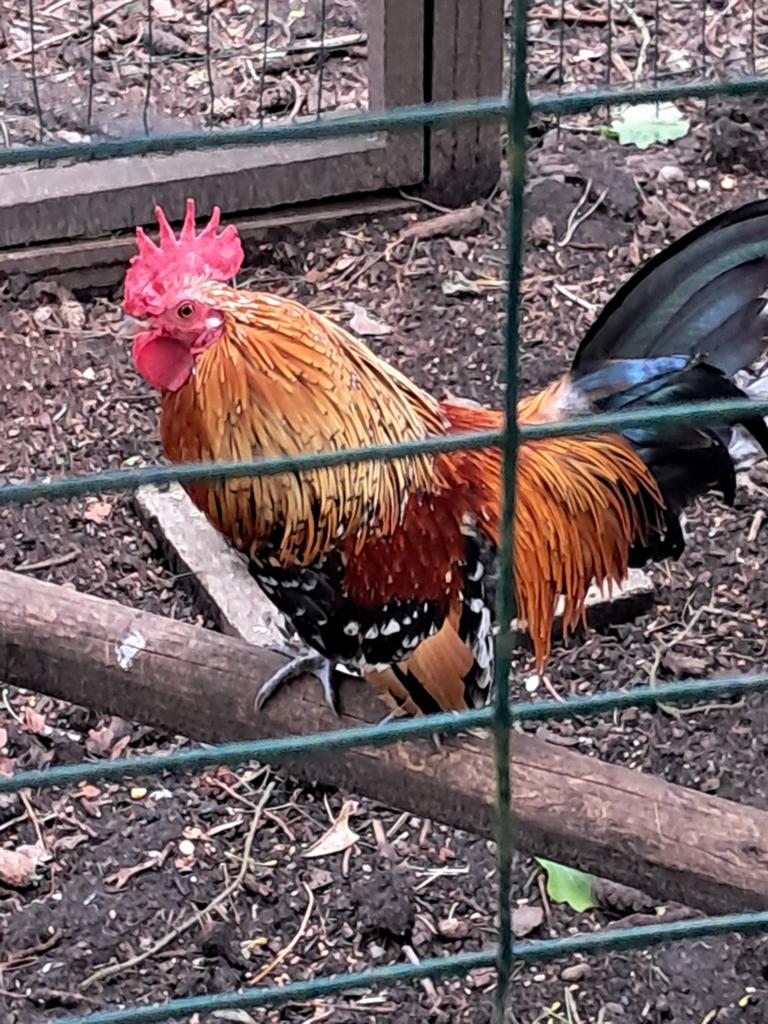 Sabelpoot, Dieren en Toebehoren