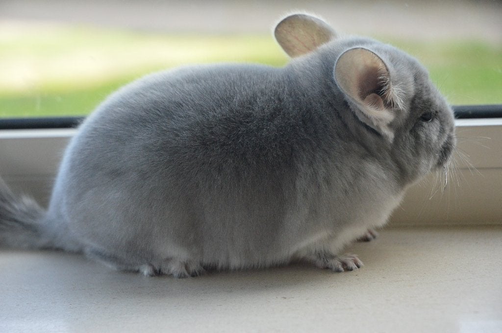 chinchilla jong violet velvet bokje direct beschikbaar, Dieren en Toebehoren, Chinchilla, Mannelijk, Juli, Tam