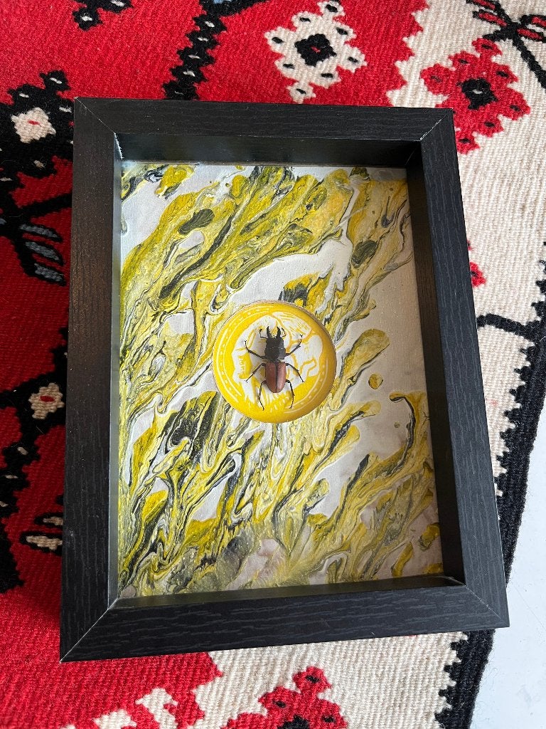 Insectenframe · kever, Verzamelen, Ophalen of Verzenden, Zo goed als nieuw, Insect, Overige typen