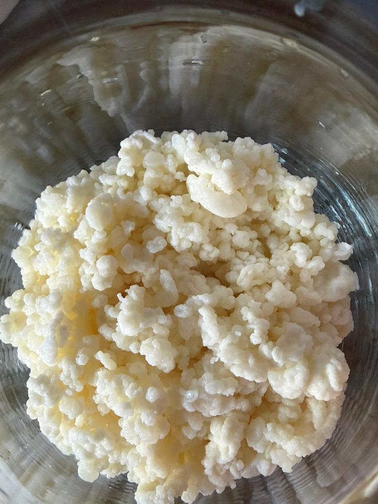 Verse melkkefir korrels, Divers, Produits alimentaires, Enlèvement