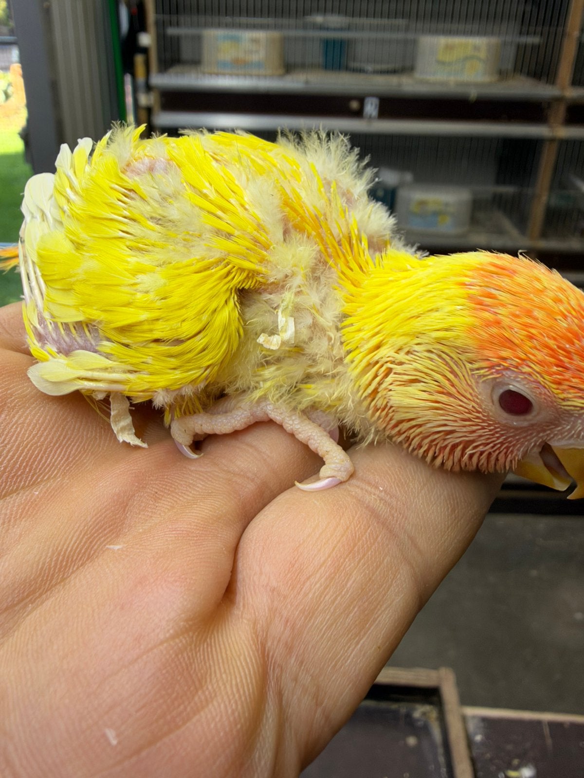 Baby lutino dwergpapegaai, Dieren en Toebehoren, Tam