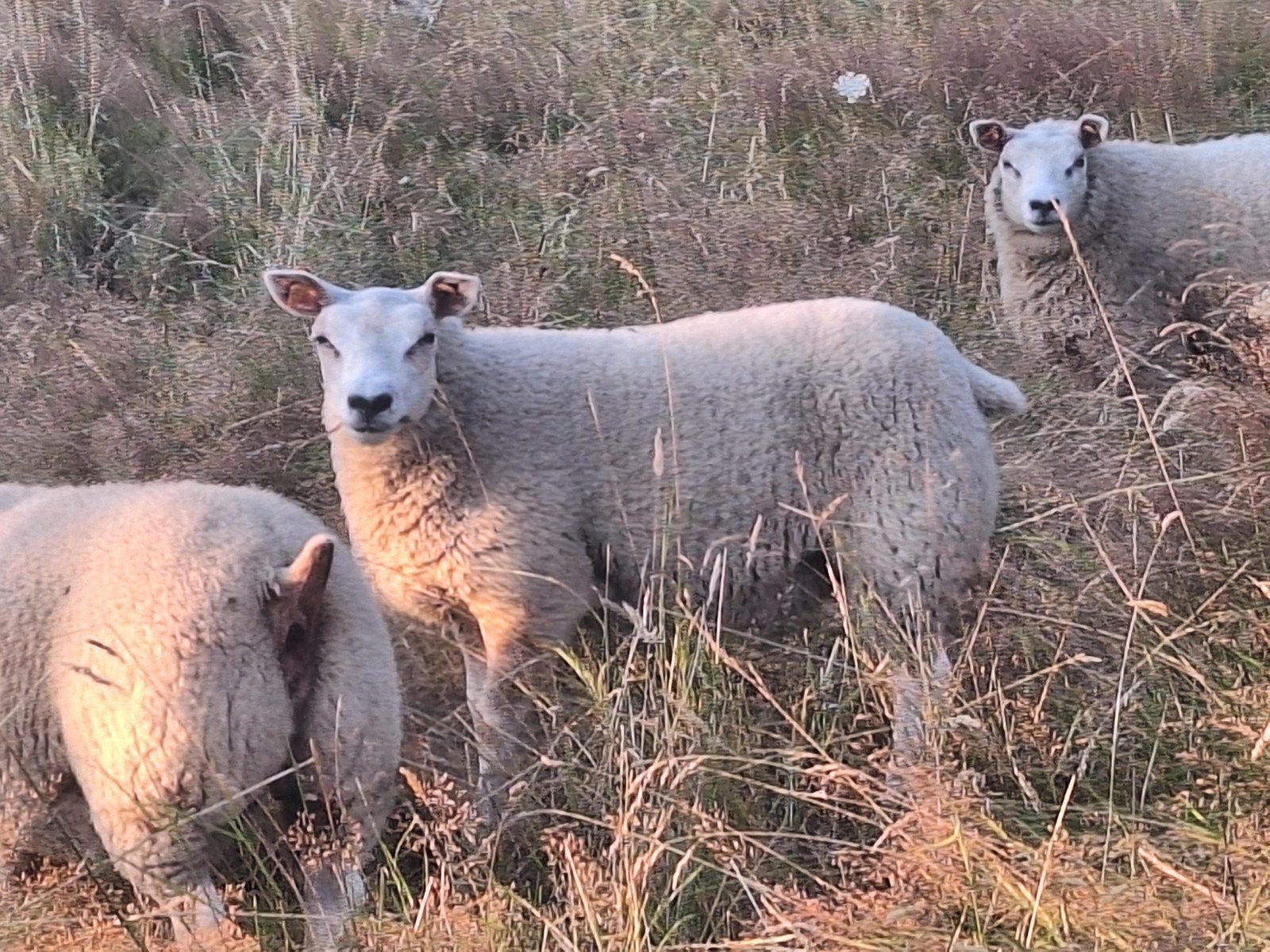 Stamboek texel ooilammeren, Dieren en Toebehoren, Schapen, Geiten en Varkens, Schaap, Vrouwelijk, 0 tot 2 jaar