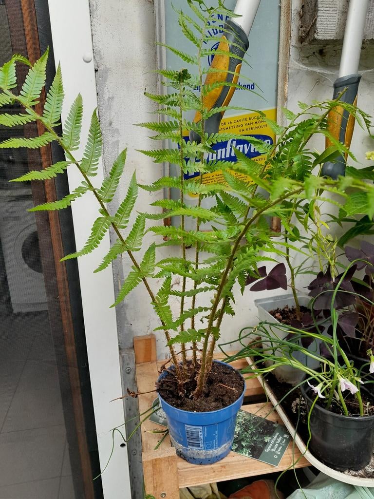 Plante : fougère, Jardin & Terrasse, Enlèvement
