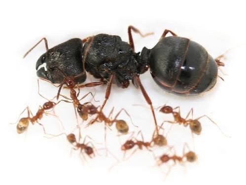 Pheidole sinica 1 koning - Giant big headed ants, Dieren en Toebehoren, Mieren