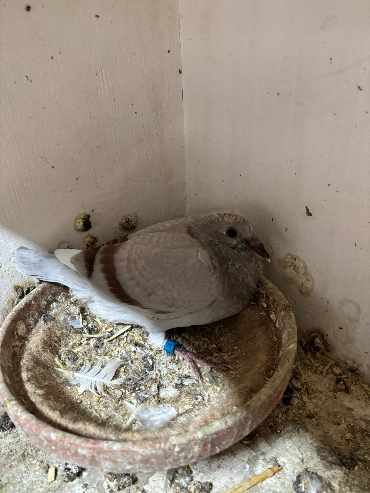 Jonge reisduif te koop