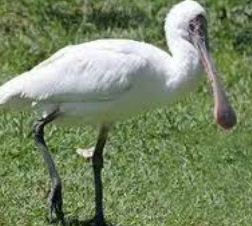 Jonge afrikaanse lepelaars, Dieren en Toebehoren, Geringd