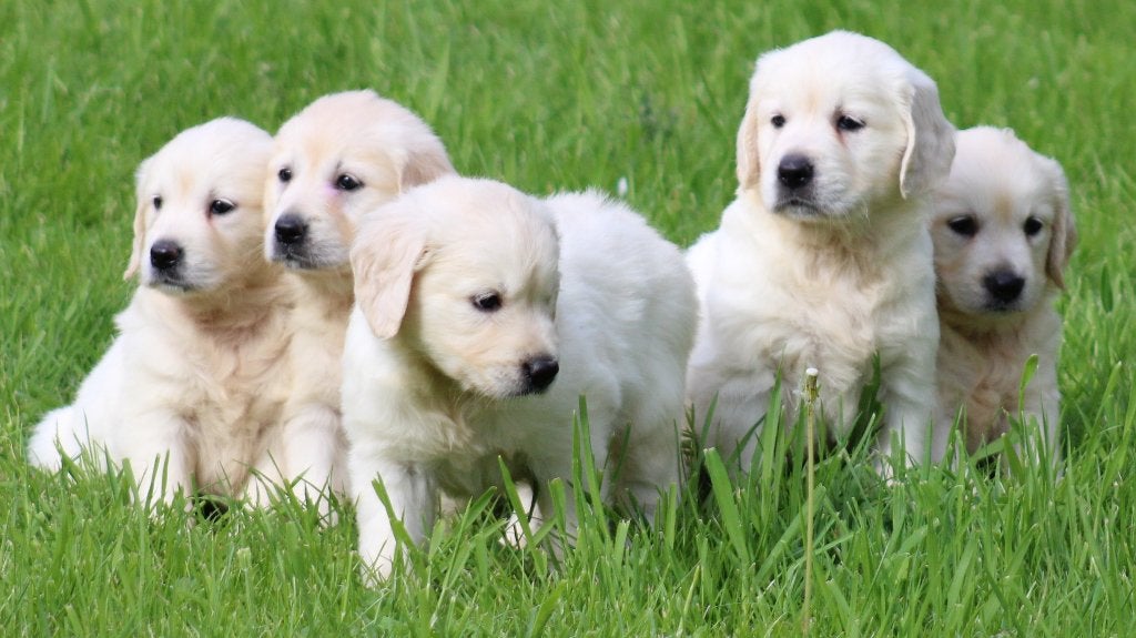 Golden Retriever pups, België, 8 tot 15 weken, Meerdere, Meerdere dieren