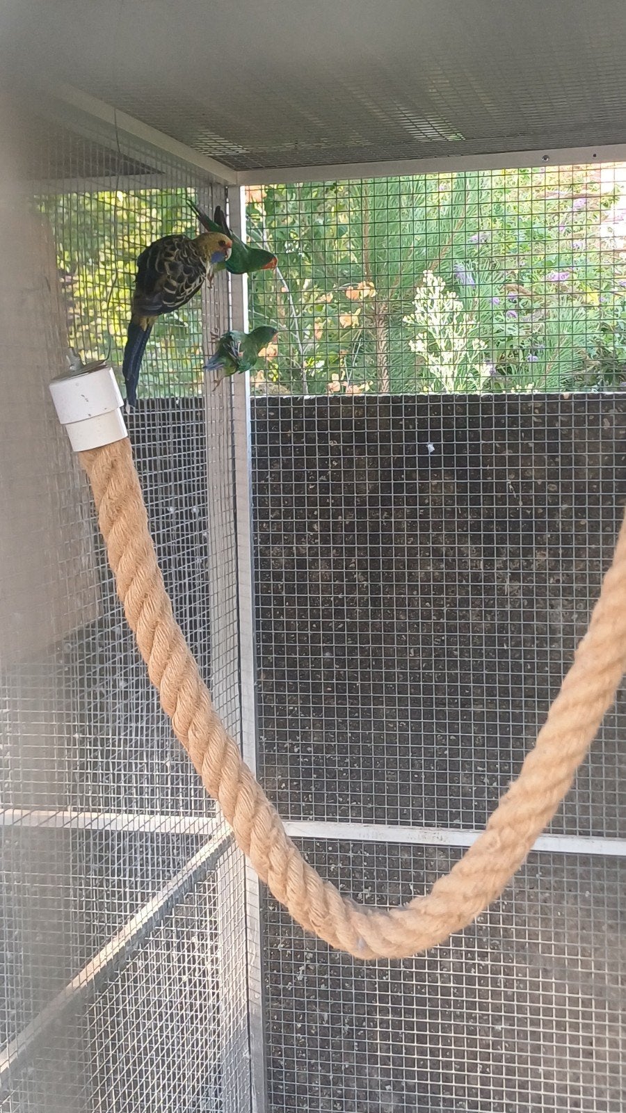 Strogele Rosella interesse peiling, Geringd