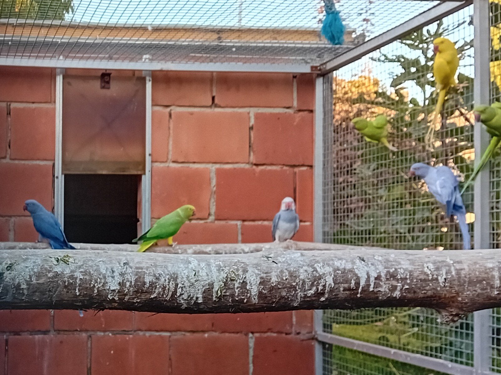 Kweekkoppels Halsband parkieten, Meerdere dieren, Parkiet, Geringd
