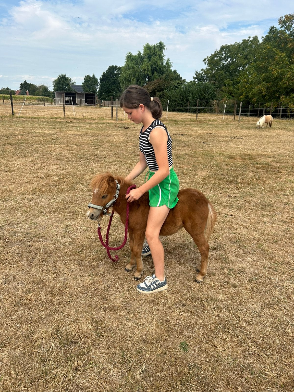 Zeer lief aanhankelijk schetland veulentje, Dieren en Toebehoren, Hengst, A pony (tot 1.17m), Onbeleerd, Recreatiepony