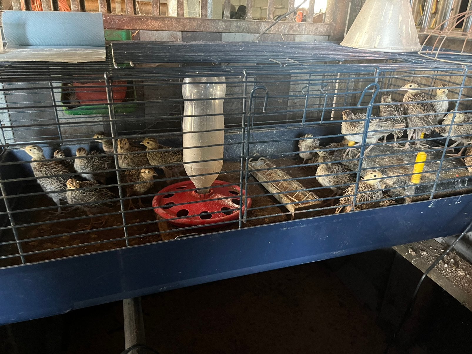 Jonge Bosfazanten, Dieren en Toebehoren, Pluimvee