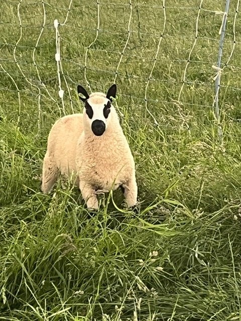 Kerry Hill ramlam stamboek te koop, Dieren en Toebehoren, Schapen, Geiten en Varkens, Schaap, Mannelijk, 0 tot 2 jaar