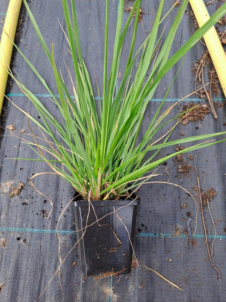 Sesleria autumnalis, Enlèvement
